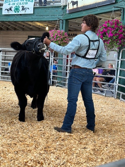 A young man in a blue shirt and jeans holding up the head of a steer in an auction ring.